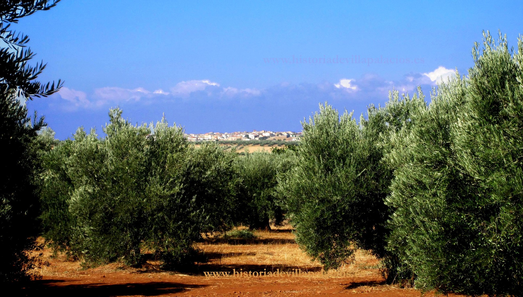 olivos